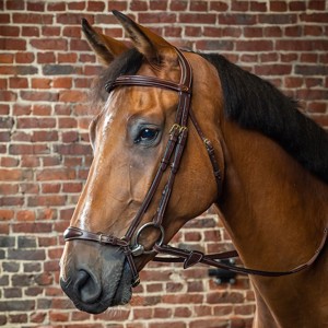 Dyon trensen reithalfter mit Hannoveraner 