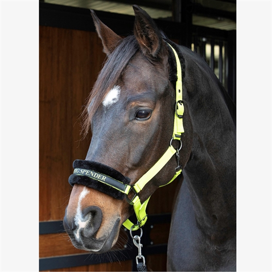 Harry\'s Horse Halfter Lyrics Quotes