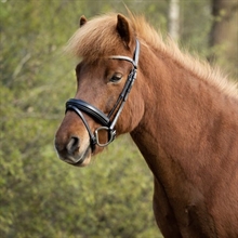 BR Isländisches Trensenzaum Barnet