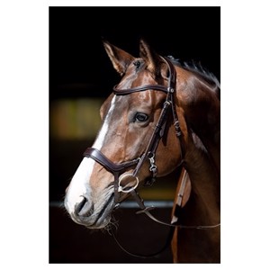 Harry's Horse trensen Datum der Veröffentlichung 