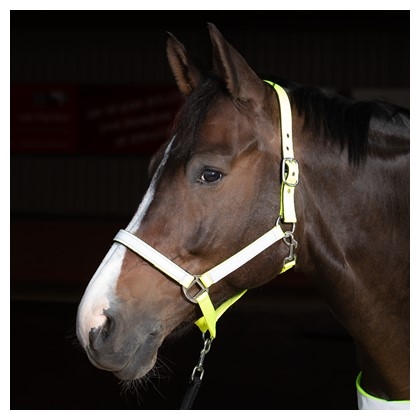 Harry\'s Horse halfter