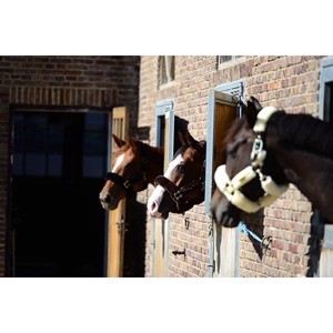 Kentucky Halfter mit Lammfell