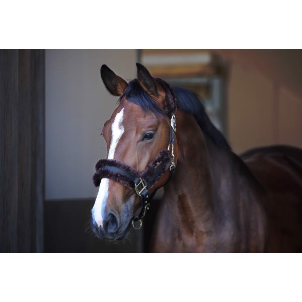 Kentucky Nylonhalfter mit Lammfell
