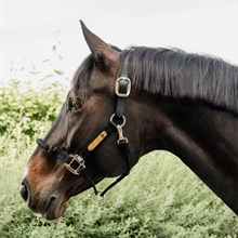 Kentucky Control Halfter