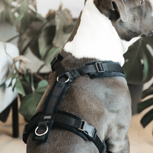 Kentucky Active Velvet Hundegeschirr