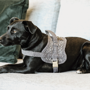 Kentucky Hundegeschirr Wolle