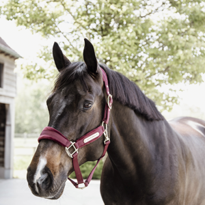 Kentucky Samt-Halfter
