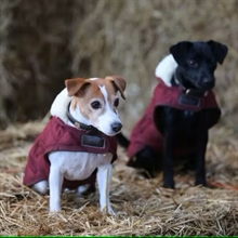 Kentucky Hundedecke burgunderrot