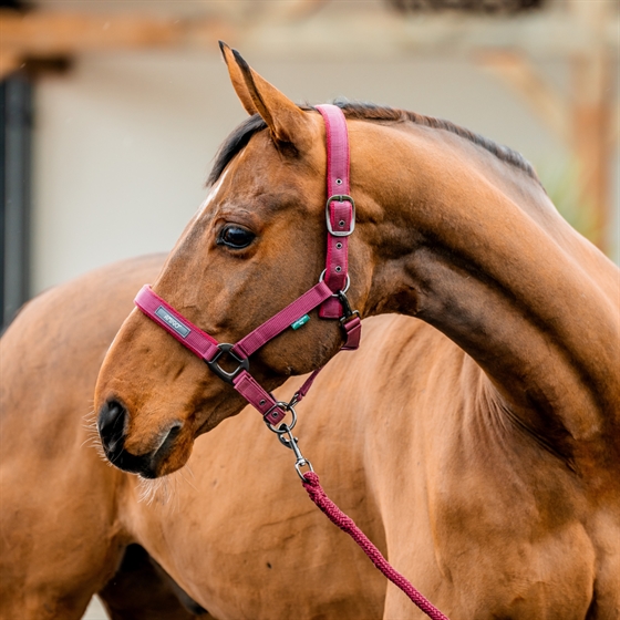 Horseware Amigo Halfterset