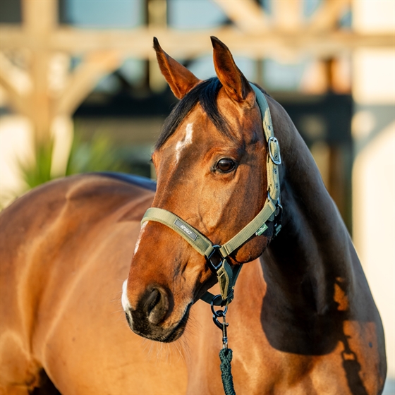 Horseware Amigo Halfterset