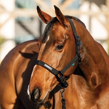 Horseware Amigo Halfterset