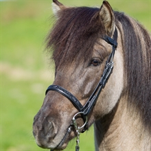 Eques V-Stirnband mit Moon Rock