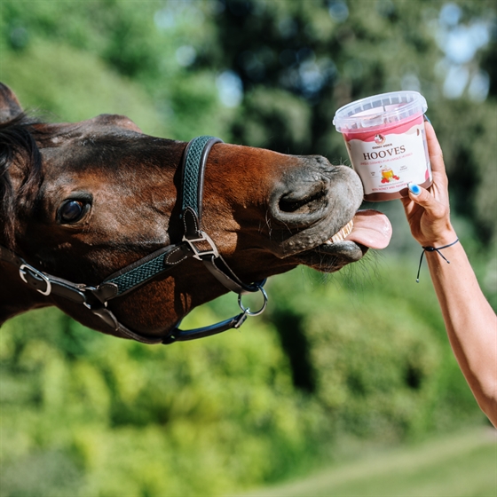 Candy Horse Pferdeleckerlis Hooves 1,2 Liter Eimer