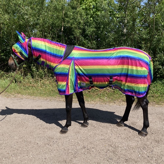 Regenbogen