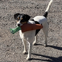 AB Pferdespielzeug Karotte 31 cm