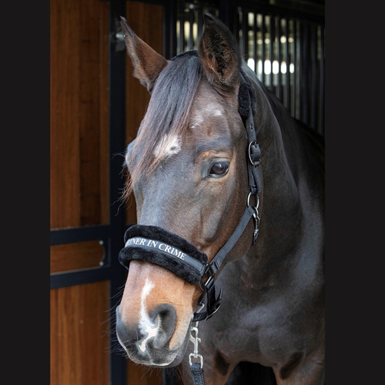 Zitate Harry\'s Horse halfter 