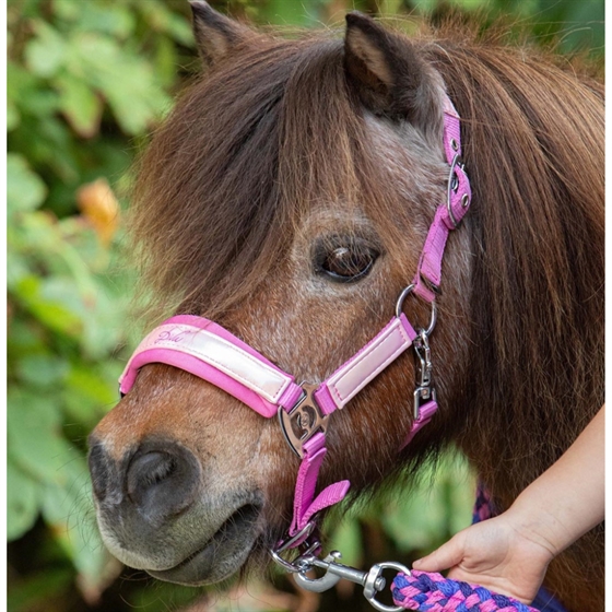 Harry\'s Horse Diva Violet