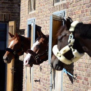 Kentucky Halfter mit Lammfell