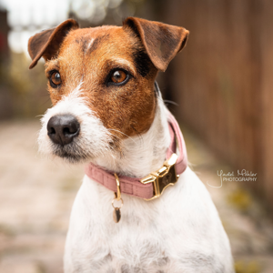 Kentucky Hundehalsband aus Samt